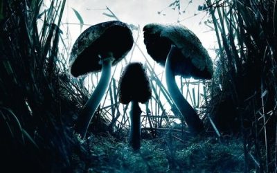 shrooms
